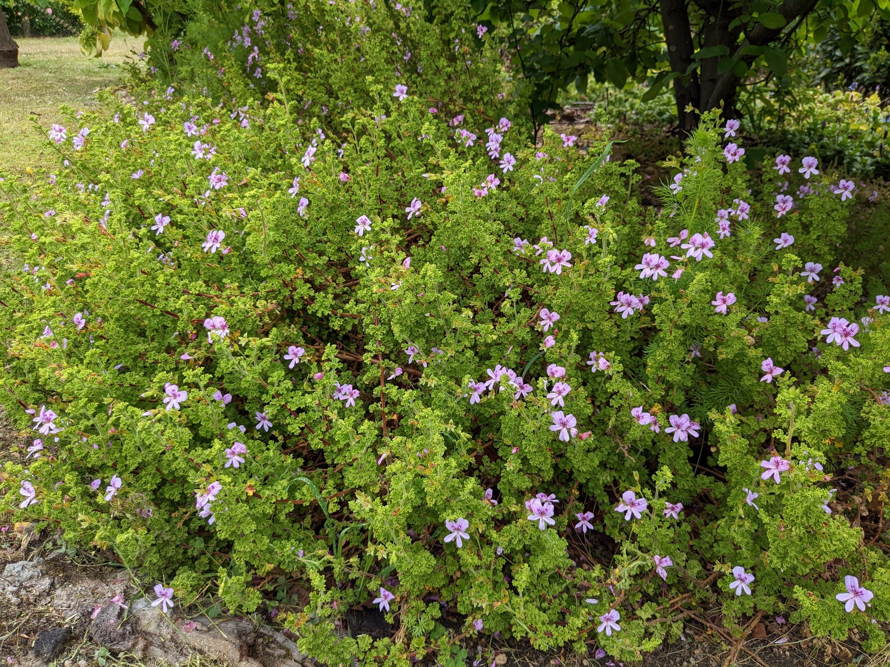Organic Scented Geranium Lemon Crisp Plant – Mudbrick Herb Cottage