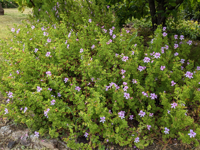 Organic Scented Geranium Lemon Crisp Plant – Mudbrick Herb Cottage