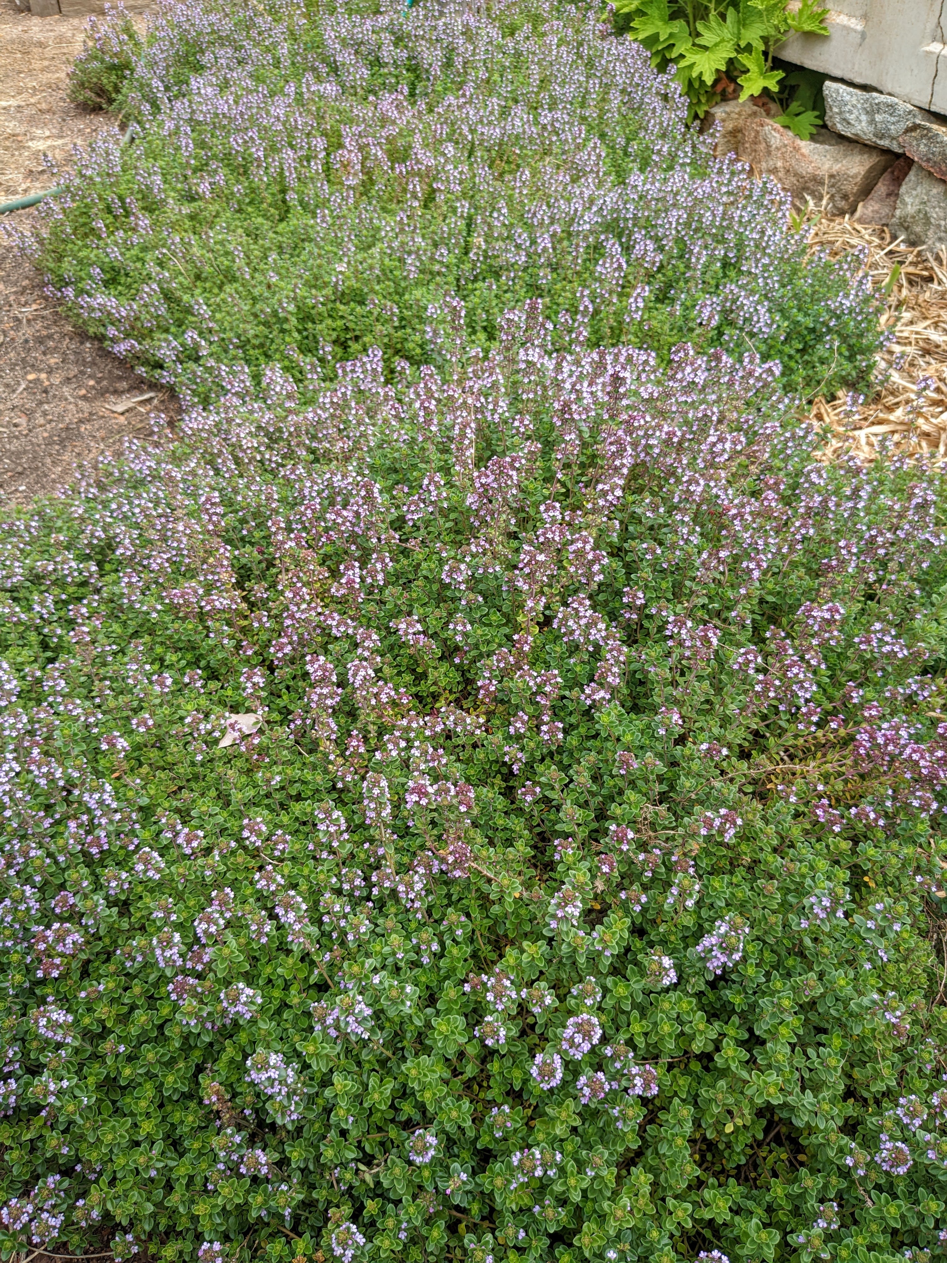 Organic Lemon Thyme Plant Seedlings – Mudbrick Herb Cottage