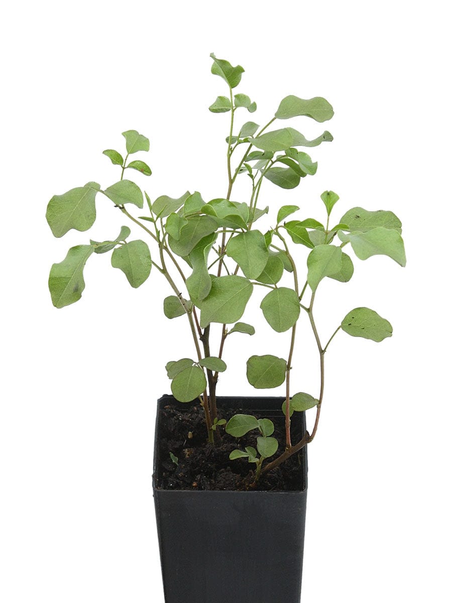 Organic Licorice Chinese Glycyrrhiza uralensis Plant Mudbrick Herb Cottage