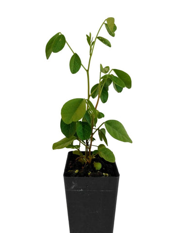 Licorice Plant