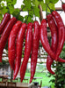 Chilli Long Red