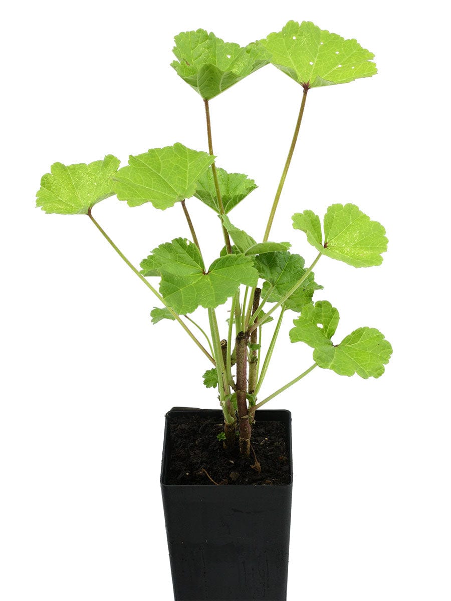 Malva