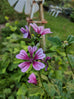 Mallow - Malva Sylvestris