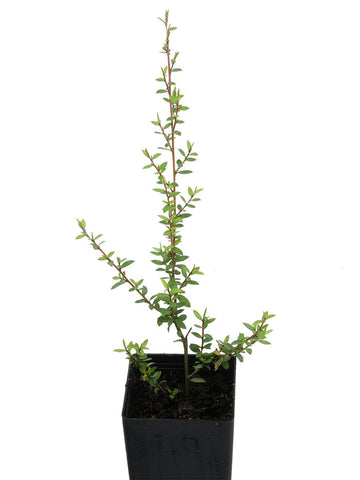 Manuka Tea Tree