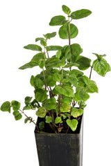 Mint - Native River Mint