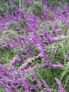 flowering sage