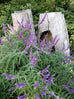 mexican bush sage