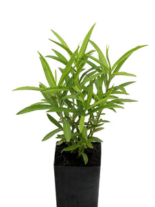 Mexican Tarragon