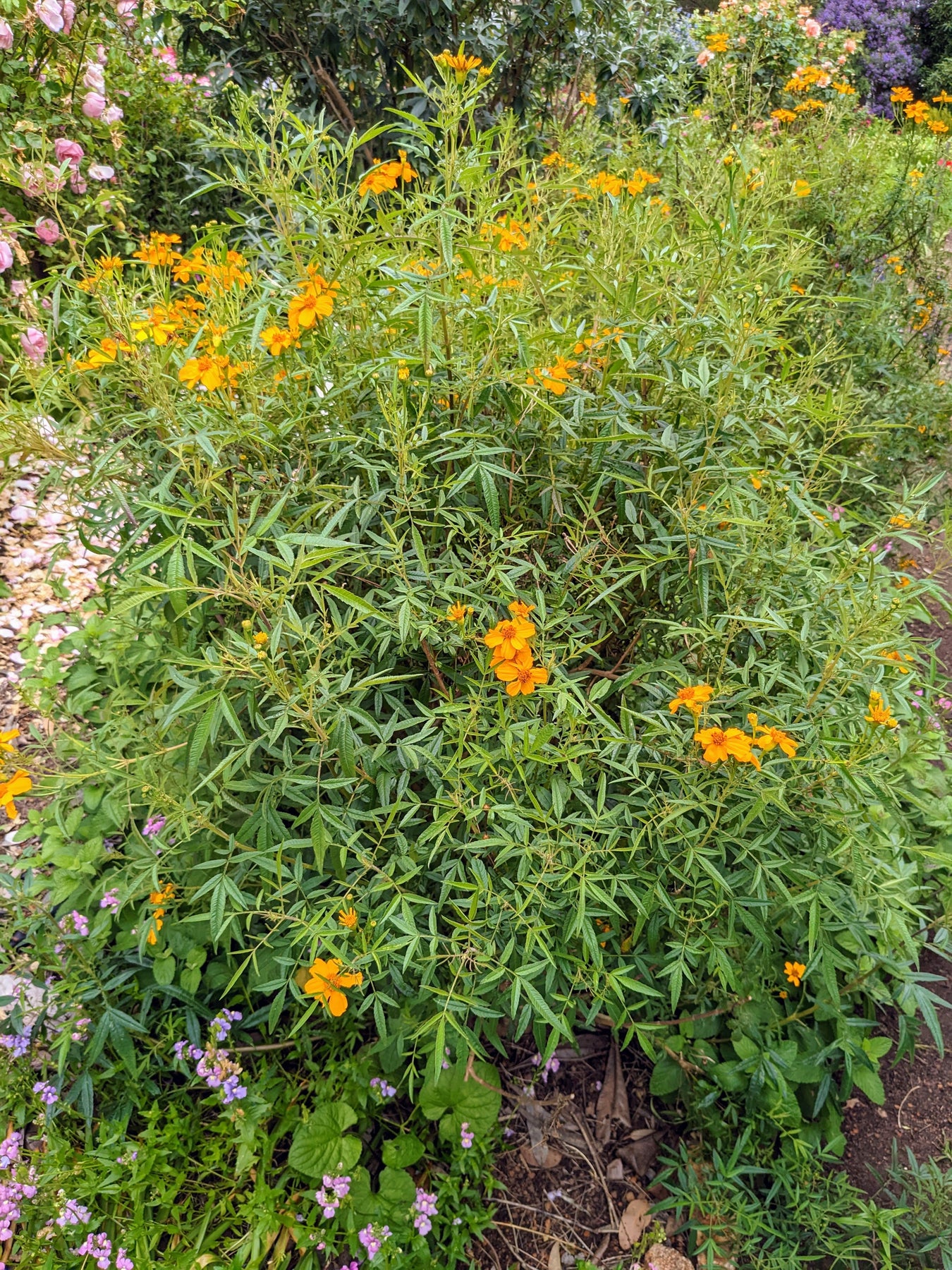 Organic Passionfruit Marigold Tagetes lemmonii Plant Mudbrick Herb