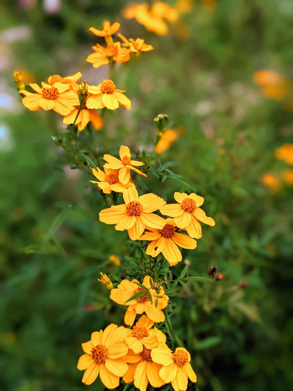 Organic Passionfruit Marigold Tagetes lemmonii Plant Mudbrick Herb