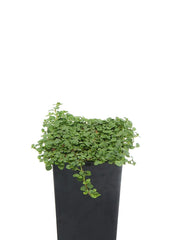 Mint - Corsican Mint