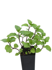 Mint - Rust-free Mint