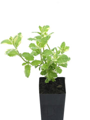 Mint - Variegated Apple Mint