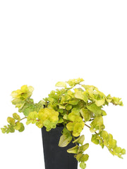 Moneywort 'Golden'