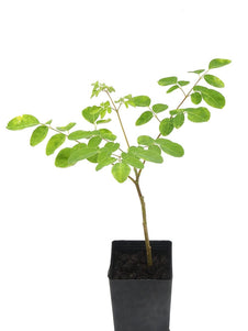 Moringa