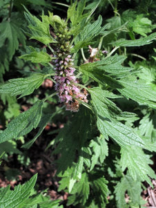Motherwort