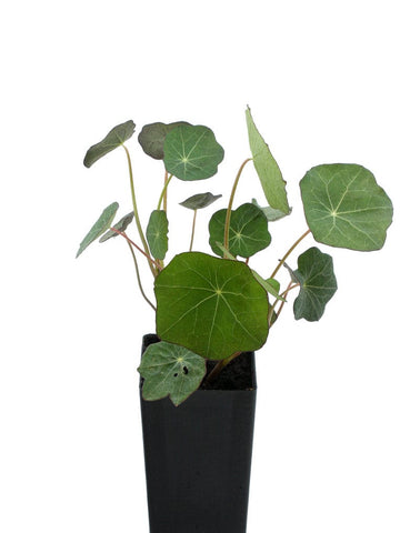 Nasturtium Empress of India