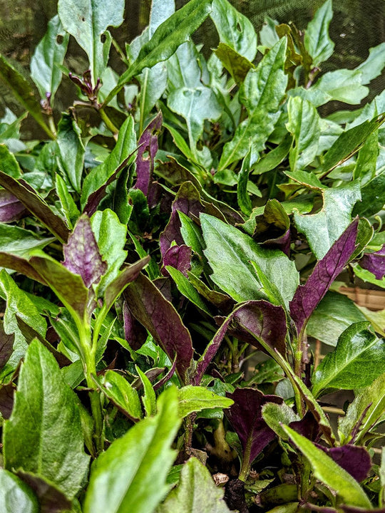 Organic Okinawa Spinach Gynura crepioides Plant Mudbrick Herb Cottage