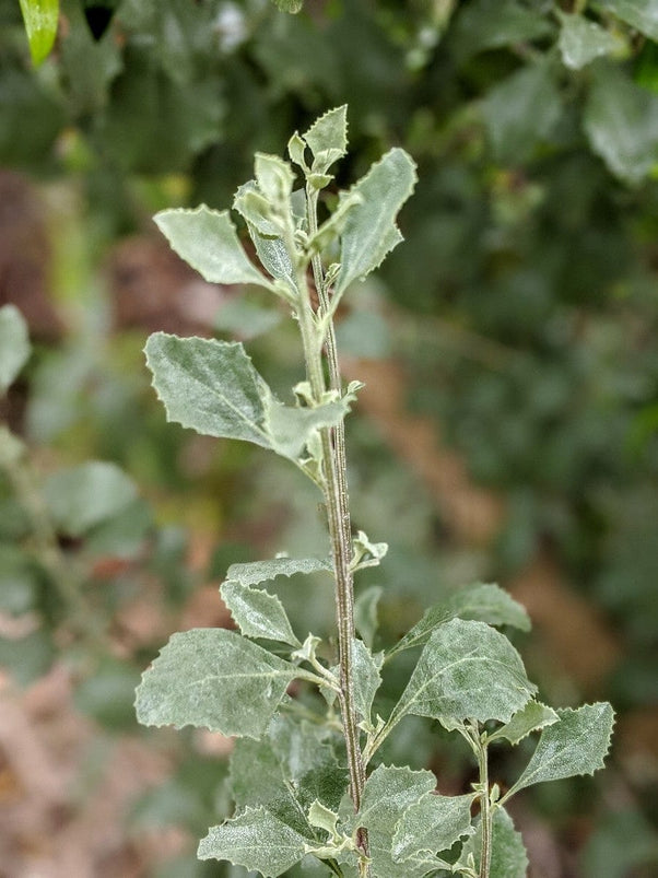 Buy Saltbush Plants | Atriplex nummularia