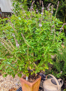 perennial basil