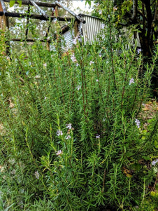 pink rosemary flower