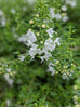 Savory - Winter Savory