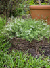 Savory - Winter Savory