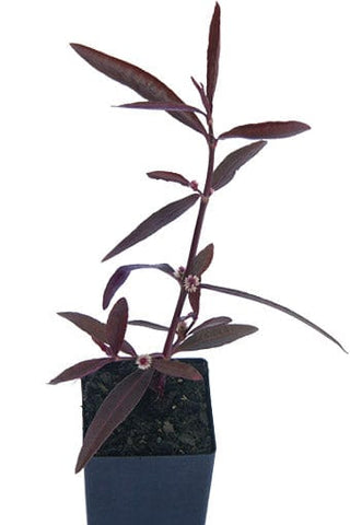 Purple Mukunuwenna