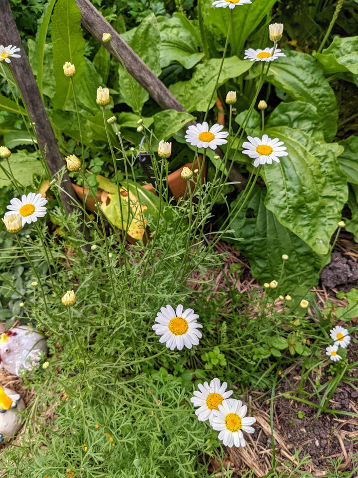 Organic Pyrethrum | Tanacetum cinerariifolium Plant – Mudbrick Herb Cottage