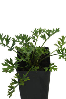 Pyrethrum