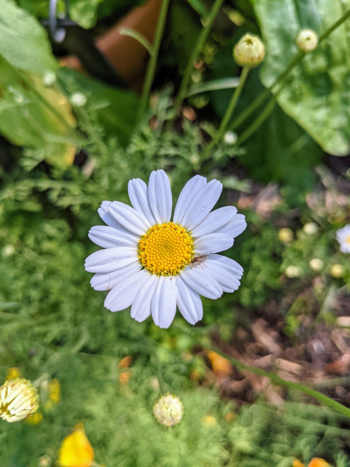 Organic Pyrethrum | Tanacetum cinerariifolium Plant – Mudbrick Herb Cottage