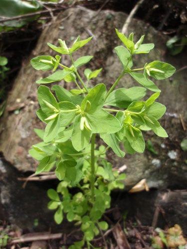 radium plant seeds Organic Radium Weed (aka Petty Spurge)