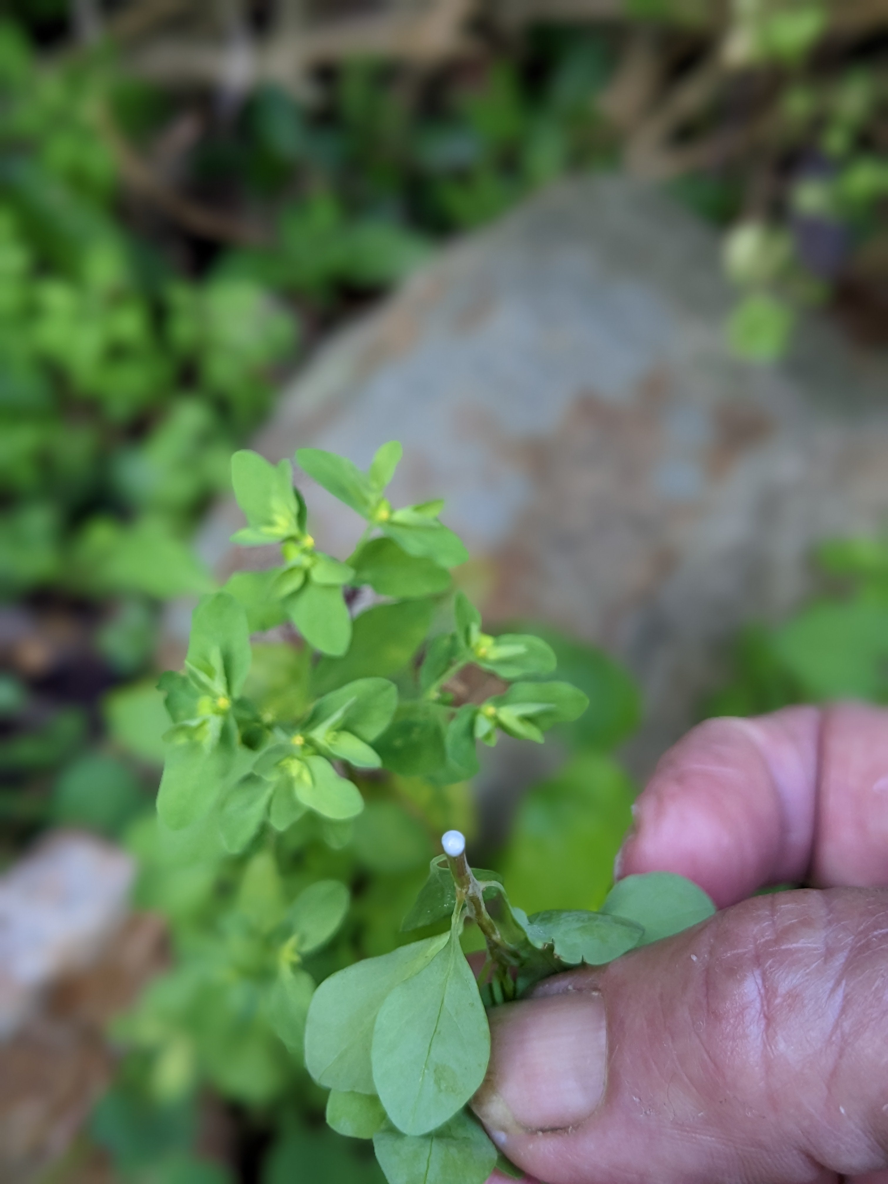radium plant seeds Organic Radium Weed (aka Petty Spurge)