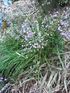 Rakkyo Chinese Scallions