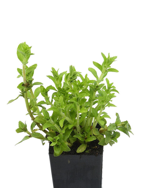 Organic Rice Paddy Herb | Limnophila aromatica Plants Organic Rice Paddy Herb | Limnophila aromatica Plants