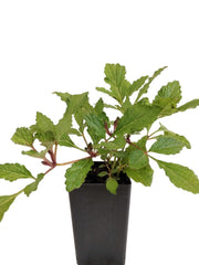 Salvia miltiorrhiza 'Red Rooted Sage'