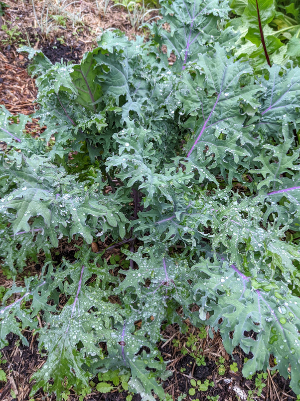 Organic Red Russian Kale | Brassica oleracea Plant