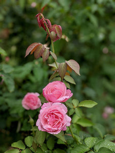 Rose Duchess de Brabant