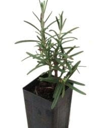 Rosemary - Gorza Rosemary