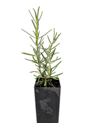 Rosemary - Portuguese Pink Rosemary