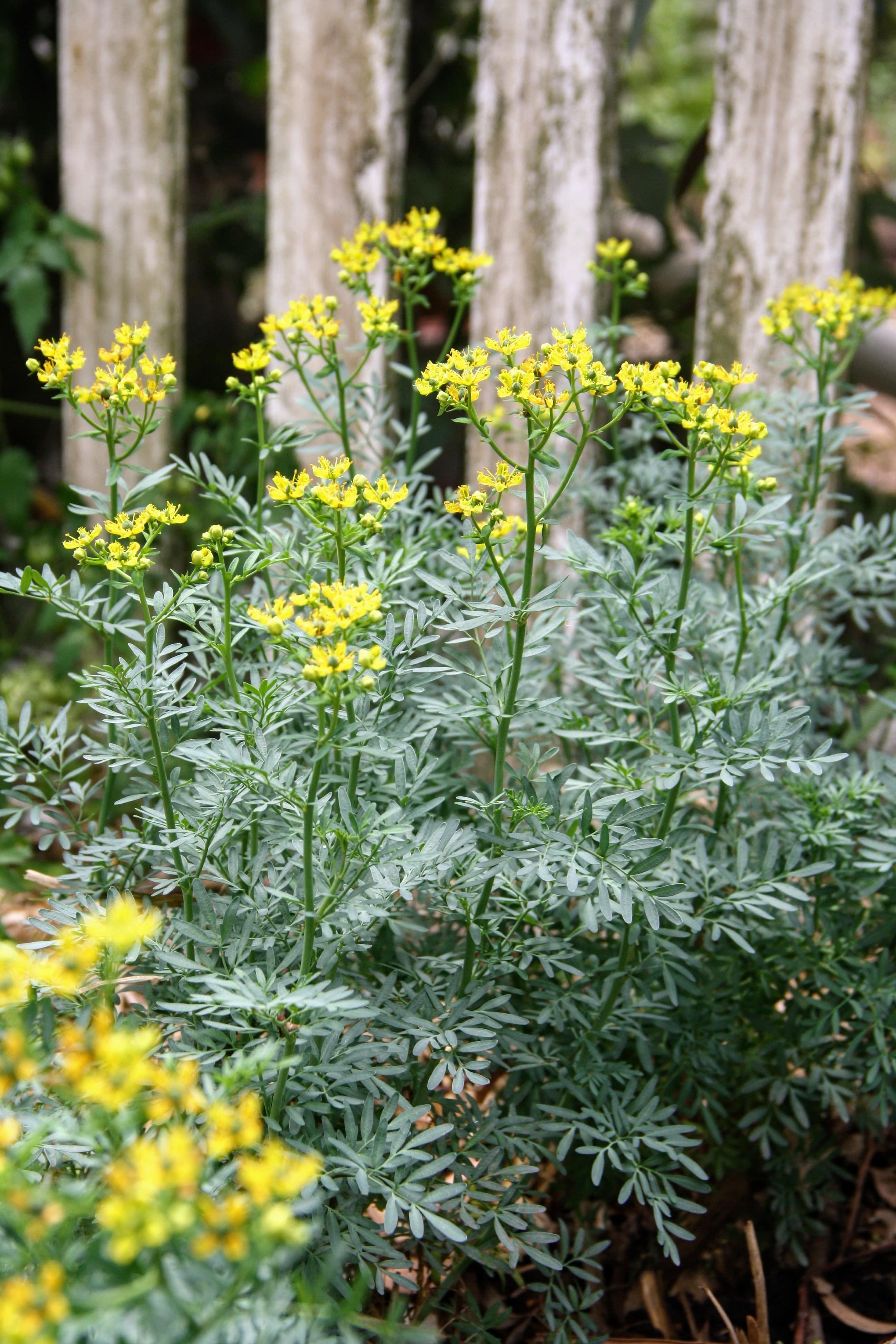 Organic Rue Plant Seedlings - Jackman's Blue Rue Plant  Mudbrick Herb  Cottage