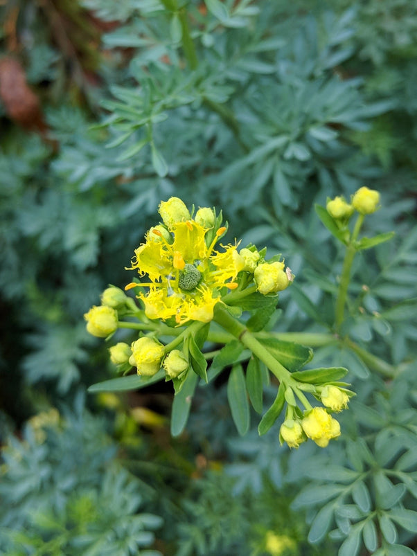 Organic Rue Plant Seedlings - Jackman's Blue Rue Plant – Mudbrick Herb ...
