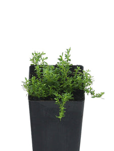 Rupturewort