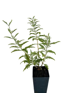Russian Sage