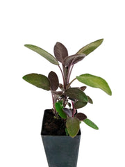 Salvia officinalis 'Purpurascens' 'Purple Sage'