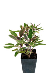 Salvia officinalis 'Tri-color Sage'