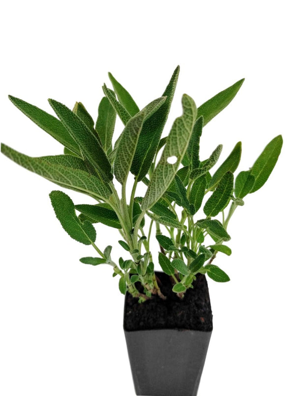 Organic Common Sage | Buy Salvia officinalis Plant