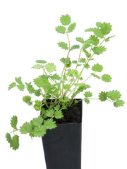 Salad Burnet