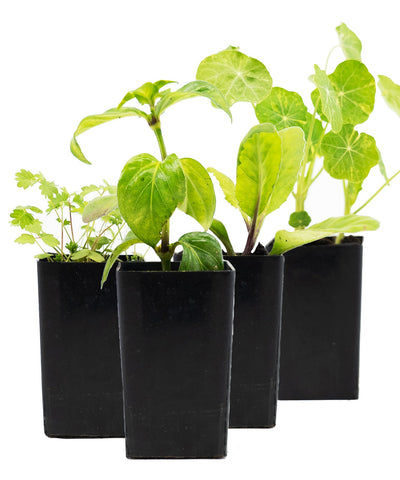 Salad Herb Starter Pack